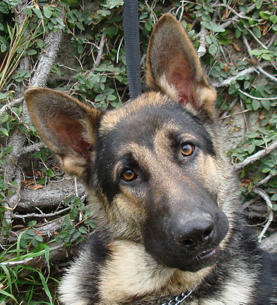 gustav von genuss cute face